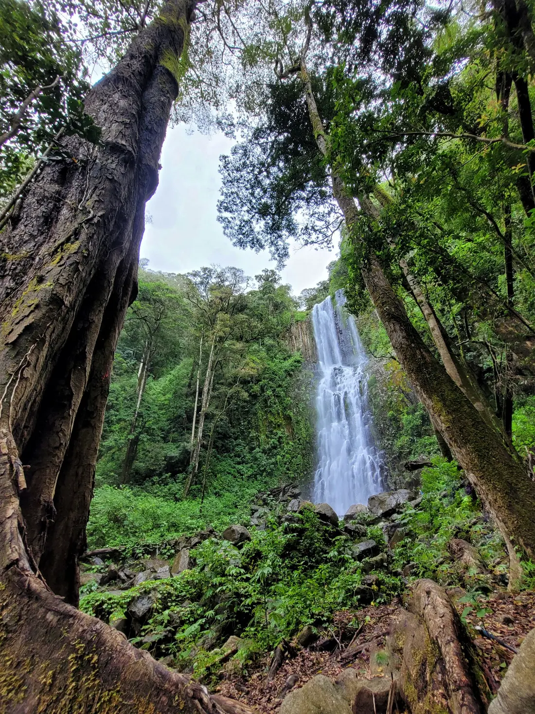 Salto del Ángel observado desde el sendero entre árboles del bosque